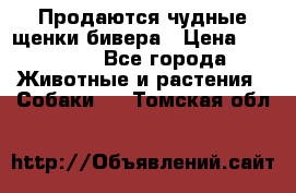 Продаются чудные щенки бивера › Цена ­ 25 000 - Все города Животные и растения » Собаки   . Томская обл.